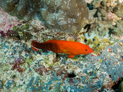 Darkfin Hind photo 4