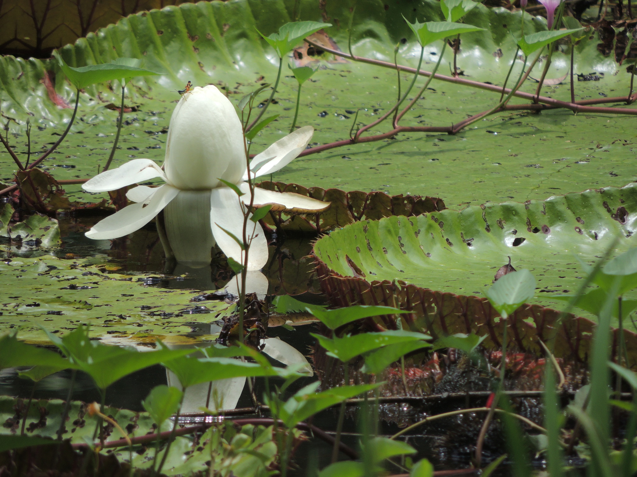 Victoria amazonica