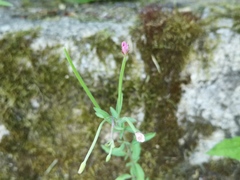 Epilobium lanceolatum