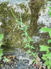 Epilobium lanceolatum