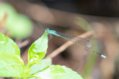 Pseudagrion glaucum