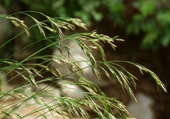 Festuca bosniaca