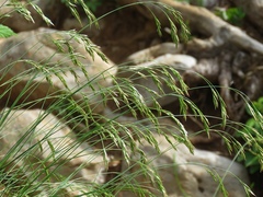 Festuca bosniaca