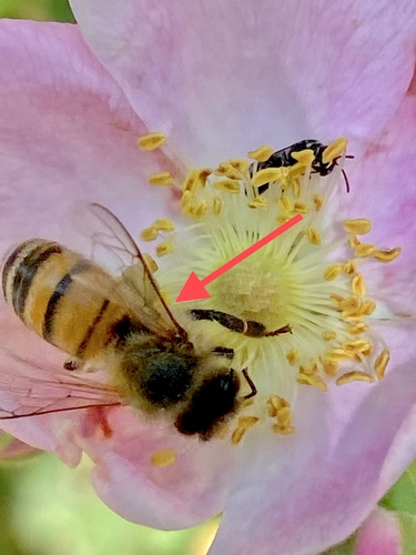iNaturalist observation photo of Western Honey Bee