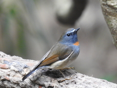 Rufous-Gorgeted Flycatcher photo 2
