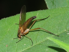Rhagio tringarius