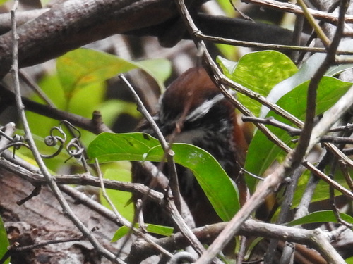 Pomatorhinus ruficollis