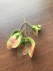 Acer tataricum