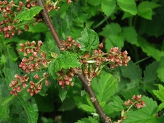 Ribes petraeum