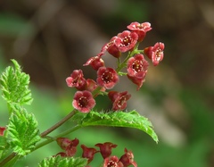 Ribes petraeum