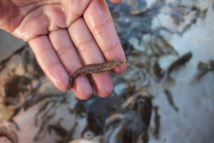 Crangon nigromaculata