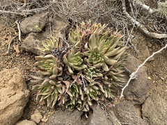 Dudleya cultrata