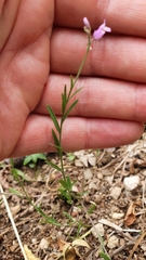 Polygala pedemontana