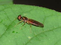 Sargus decorus