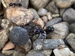 Messor barbarus