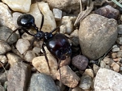 Messor barbarus