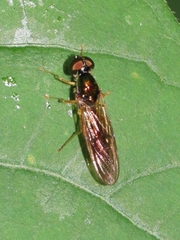 Sargus decorus