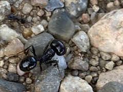 Messor barbarus