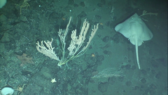 Bathyraja spinosissima