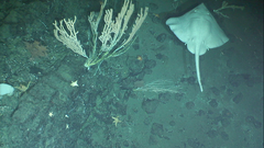 Bathyraja spinosissima