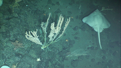 Bathyraja spinosissima