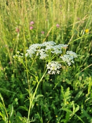 Bunium bulbocastanum