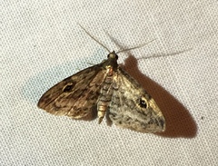 Melanomma auricinctaria