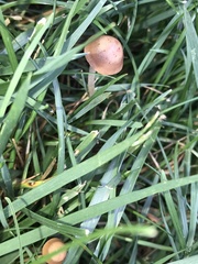 Panaeolus foenisecii