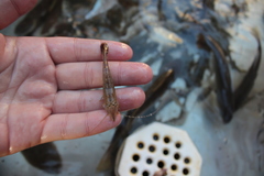 Crangon nigromaculata