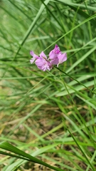 Polygala pedemontana