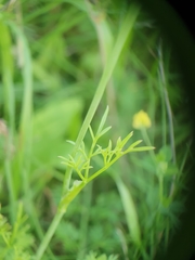 Bunium bulbocastanum