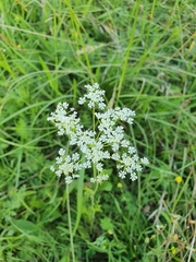 Bunium bulbocastanum