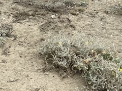 Astragalus anemophilus