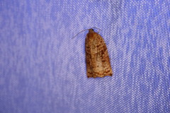 Archips oporana