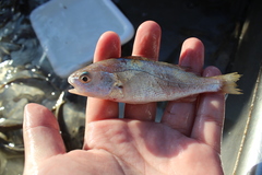 Genyonemus lineatus