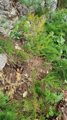 Asparagus tenuifolius