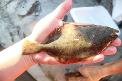 Paralichthys californicus