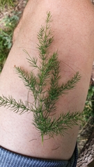 Asparagus tenuifolius