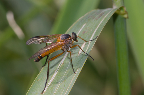 Ongevlekte snipvlieg, 1241 Kortenhoef, Netherlands, photo 2 of 10