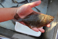 Paralichthys californicus