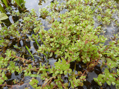 Crassula natans