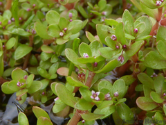 Crassula natans