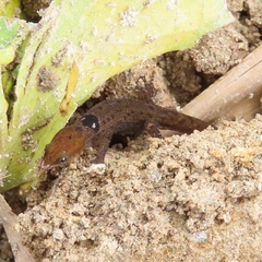 Sphaerodactylus grandisquamis