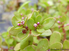 Crassula natans