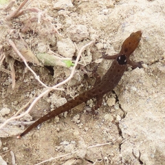 Sphaerodactylus grandisquamis