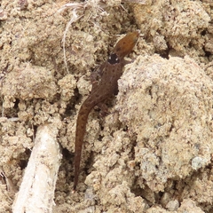Sphaerodactylus grandisquamis