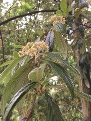 Viburnum rhytidophyllum