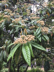Viburnum rhytidophyllum
