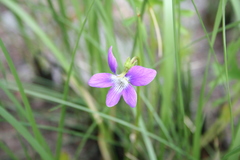 Viola palmata