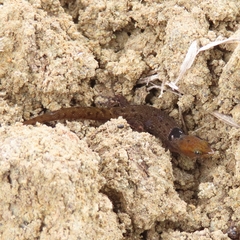 Sphaerodactylus grandisquamis